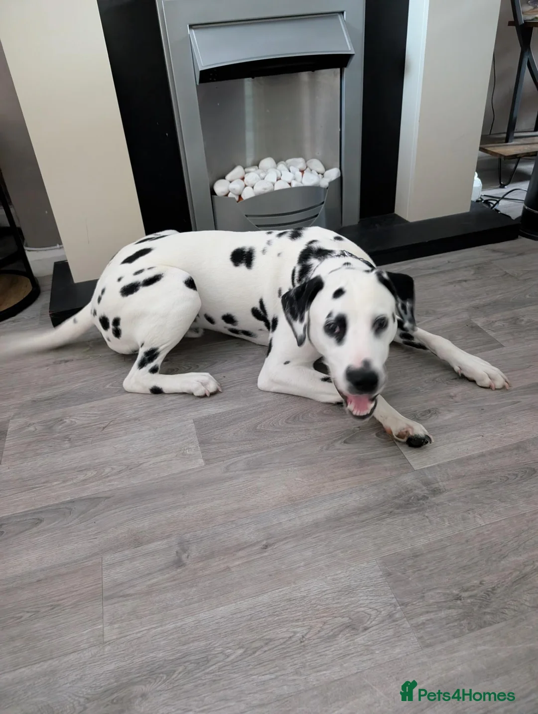 Dalmatian dogs for sale: Bertie  in Ilkeston - Advert 2