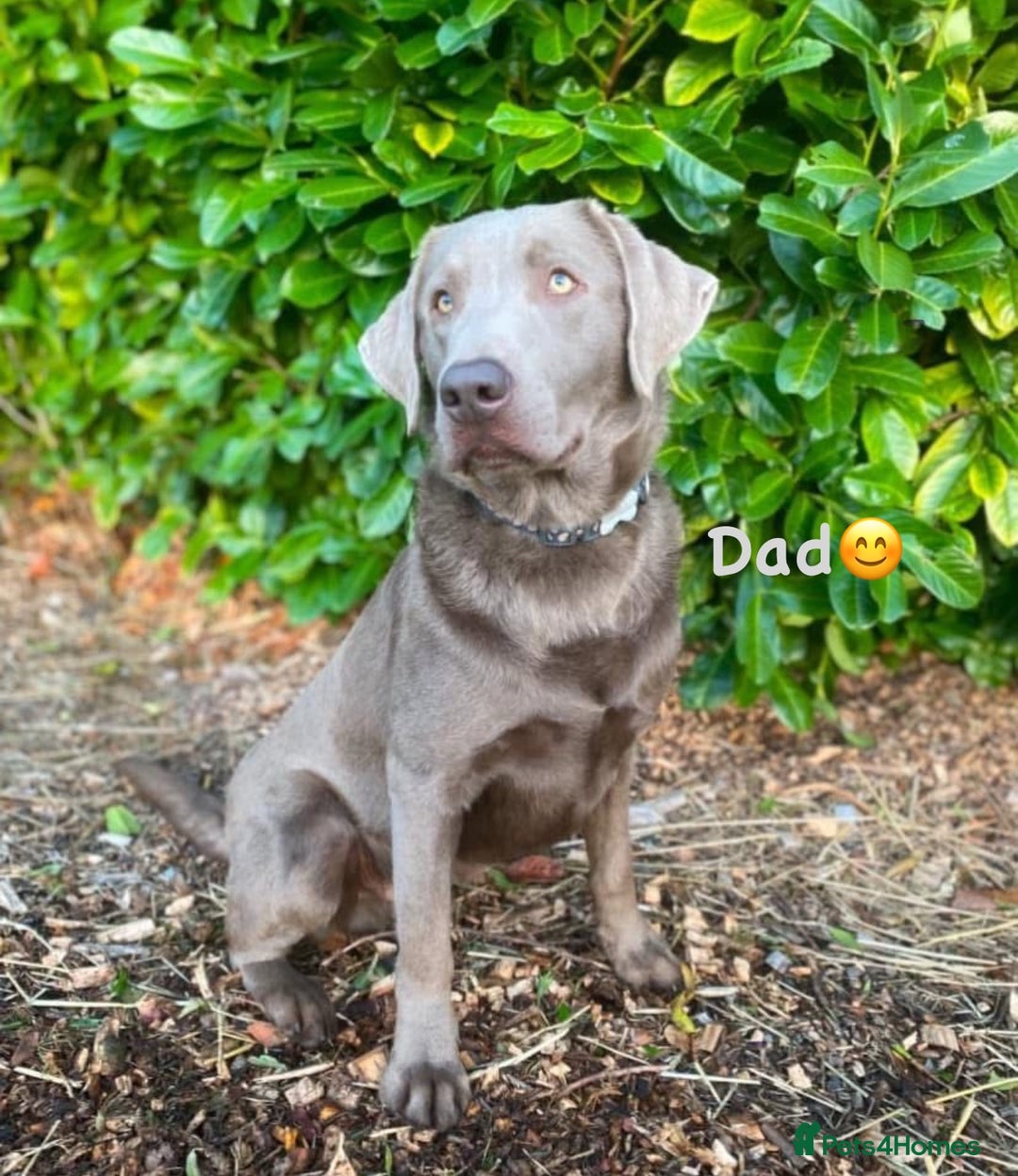 Labrador Retriever dogs for sale: Kc registered silver labs, health tested parents - Image 11