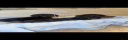 Miniature Dachshund dogs for sale: Miniature dachshund puppies  - Advert 9