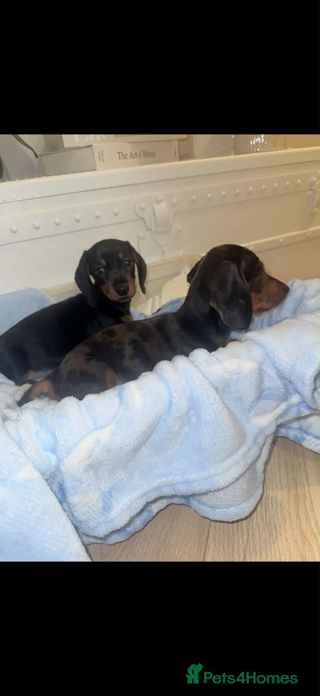 Miniature Dachshund dogs for sale: Miniature dachshund puppies  - Advert 9
