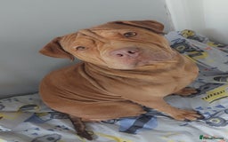 Mixed Breed dogs for sale: 2 year old beautiful boy - Image 1