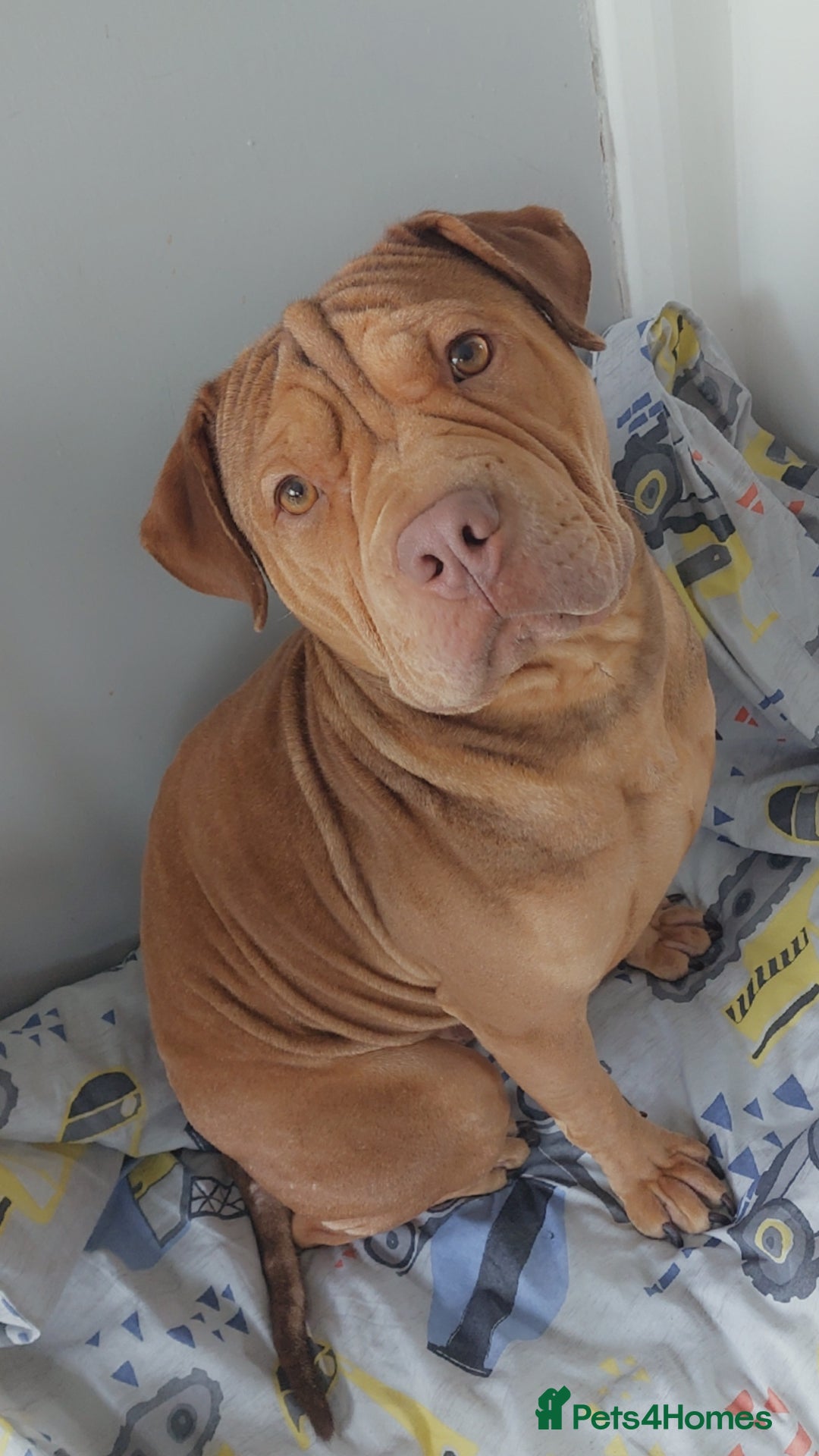 Mixed Breed dogs for sale: 2 year old beautiful boy - Image 1