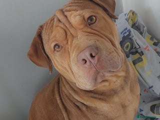 Mixed Breed dogs for sale - Advert 1