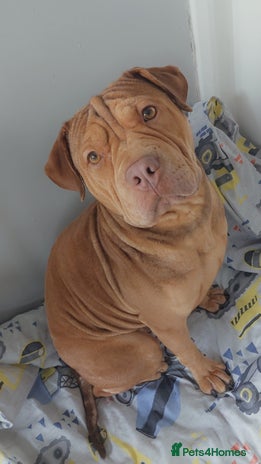 Mixed Breed dogs - Advert 1