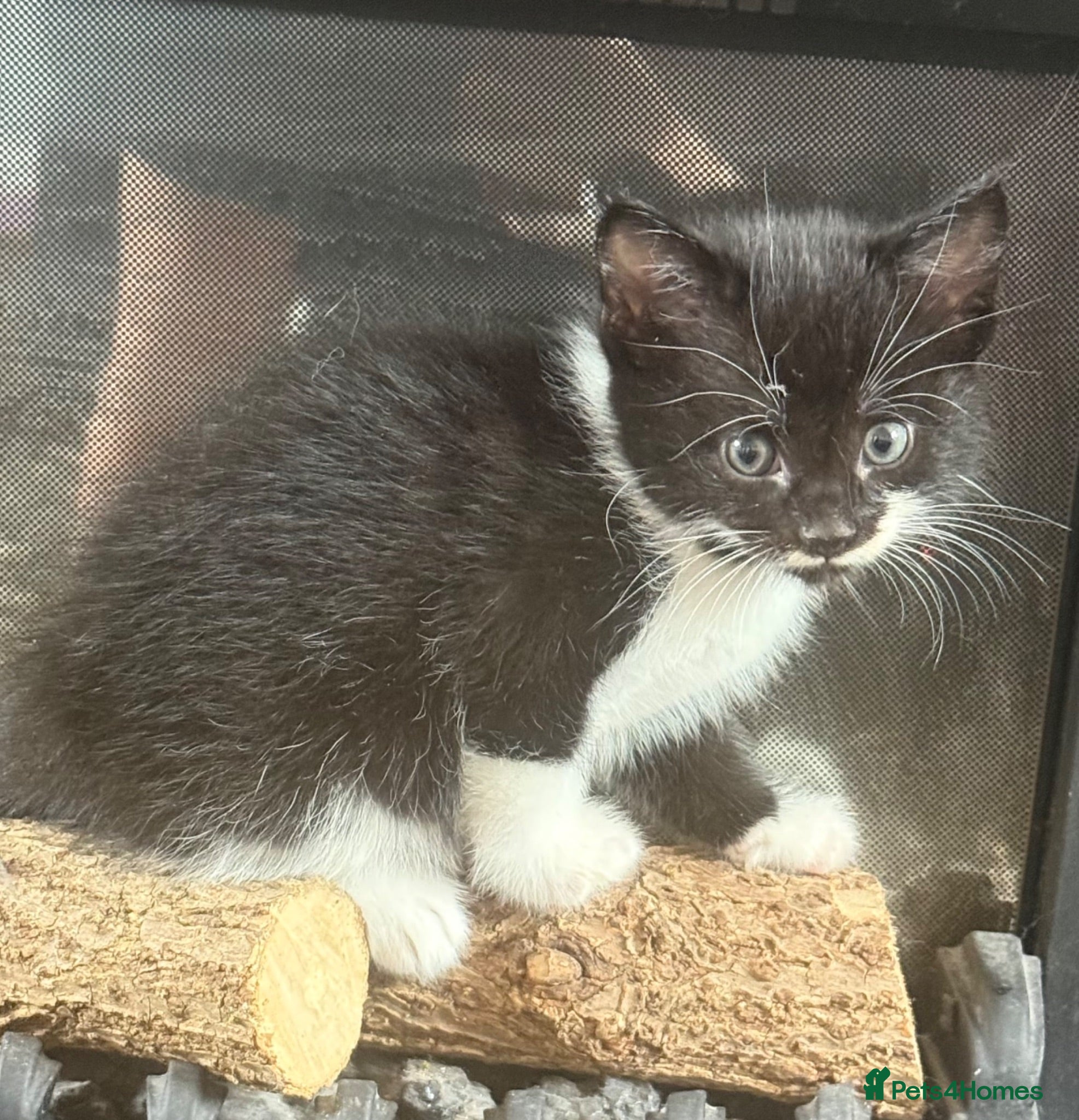 Mixed Breed cats Adorable playful kittens  - Advert 3