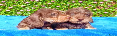 Miniature Dachshund 1
