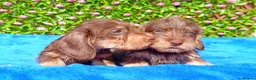 Miniature Dachshund dogs for sale: QUALITY MINI WIRES KC REG HEALTH TESTED PARENTS - Advert 4