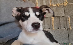 Mixed Breed dogs for adoption: OTIS - a Handsome and gentle boy for a Loving Home - Image 16