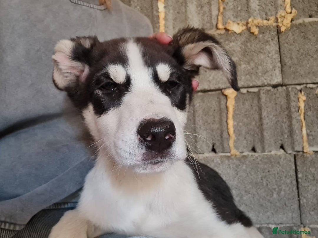 Mixed Breed dogs for adoption: OTIS - a Handsome and gentle boy for a Loving Home - Image 16