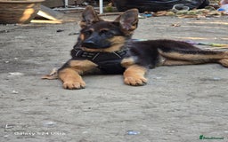 German Shepherd dogs for sale: German Shepherd female 5 month old  - Image 3