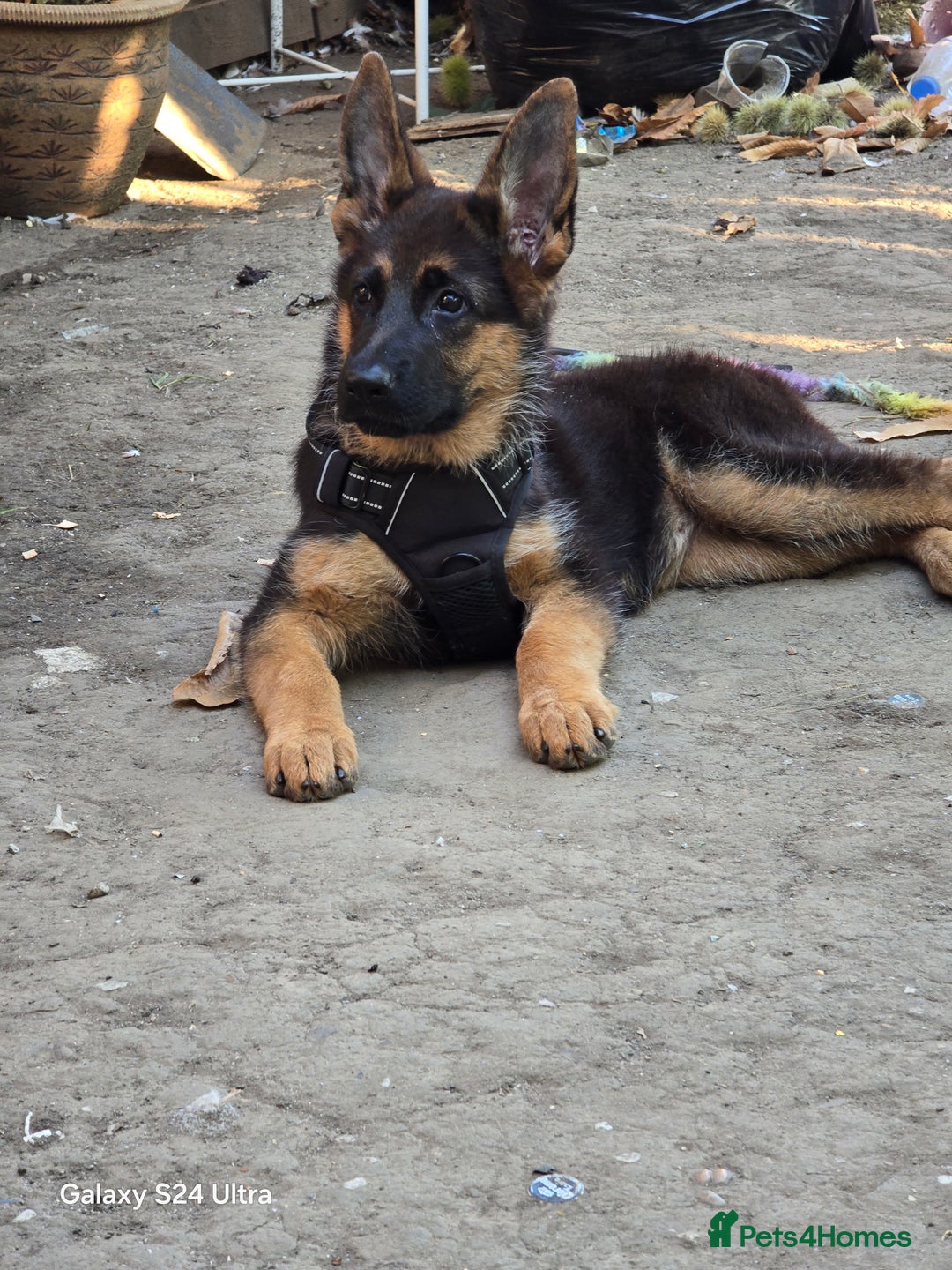 German Shepherd dogs for sale: German Shepherd female 5 month old  - Image 3