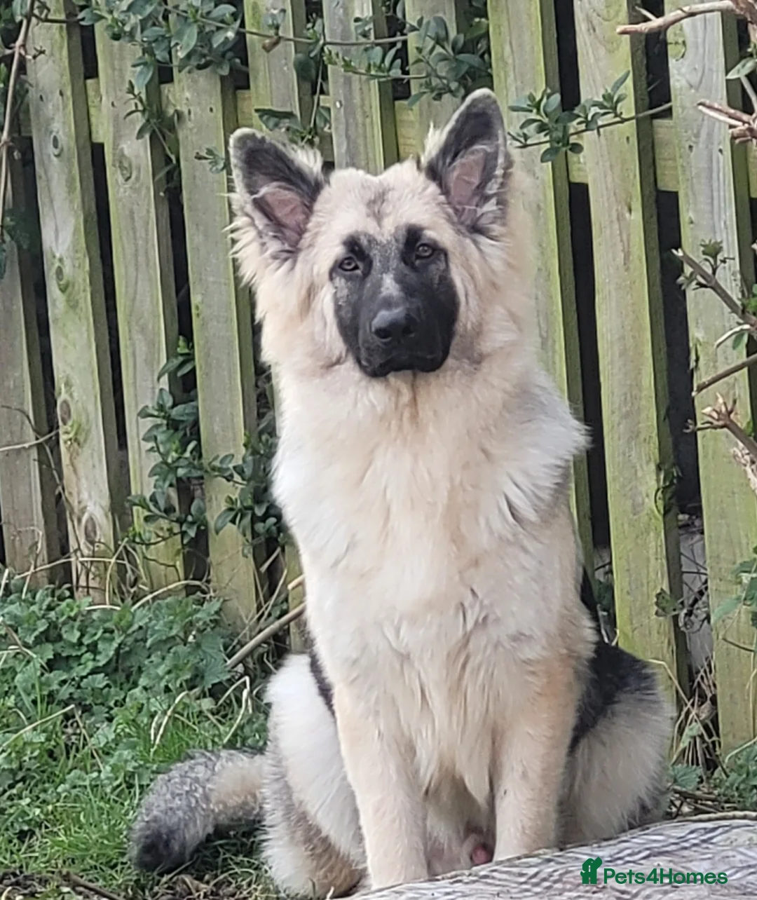 German Shepherd dogs for stud: German shepard for stud! - Advert 6