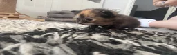 Mixed Breed cats for sale: 2 mixed bread tabby kittens  - Advert 10