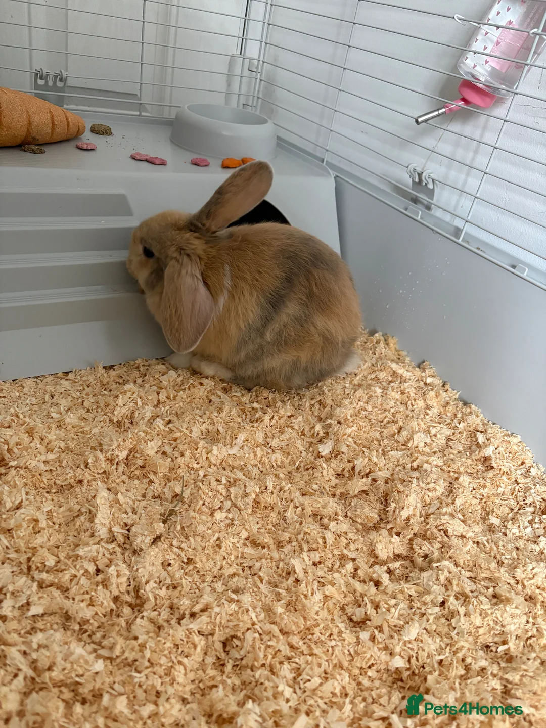 Mixed Breed rabbits for sale: 2 rabbits for sale  in Newton-le-Willows - Advert 3