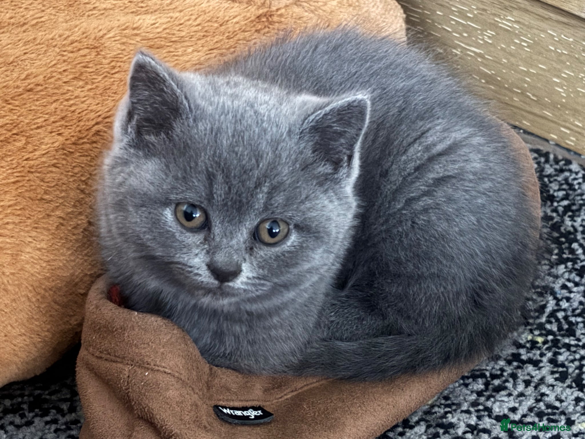 British Shorthair cats 5 beautiful British Blues and Colourpoints - Advert 2