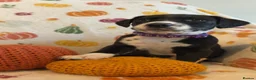 Mixed Breed dogs for sale: BEAUTIFUL DALMATIAN CROSS BOXER PUPPIES  - Advert 6