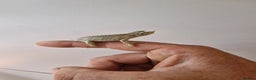 Chameleon reptiles for sale: Baby jackson Chameleons 5 Males left - Advert 6