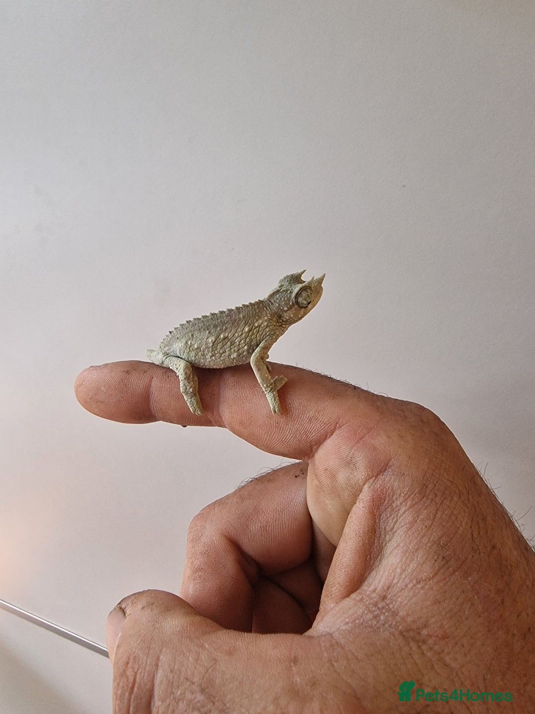 Chameleon reptiles for sale: Baby jackson Chameleons 5 Males left - Advert 6