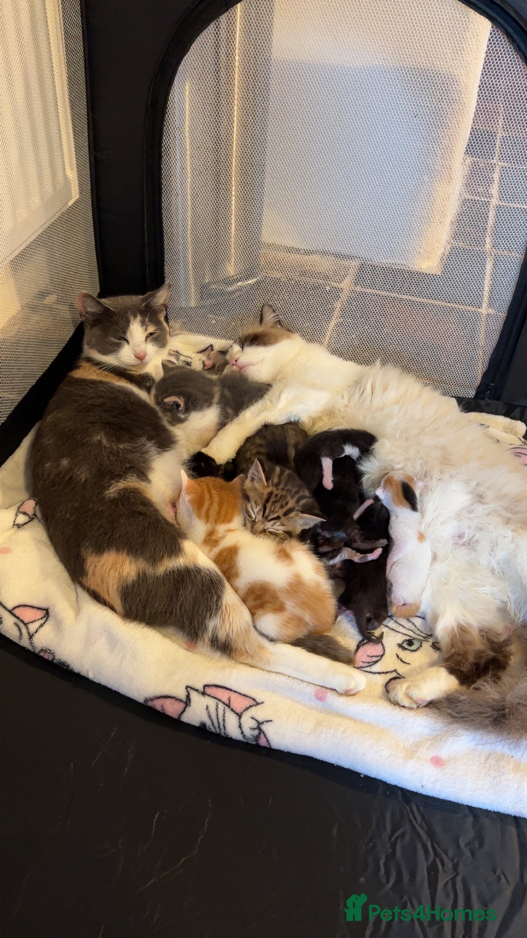 Ragdoll cats for sale: Ragdoll x Kittens ( prices vary)  - Image 12