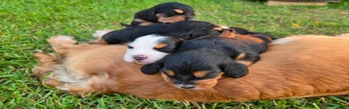 Cocker Spaniel 1