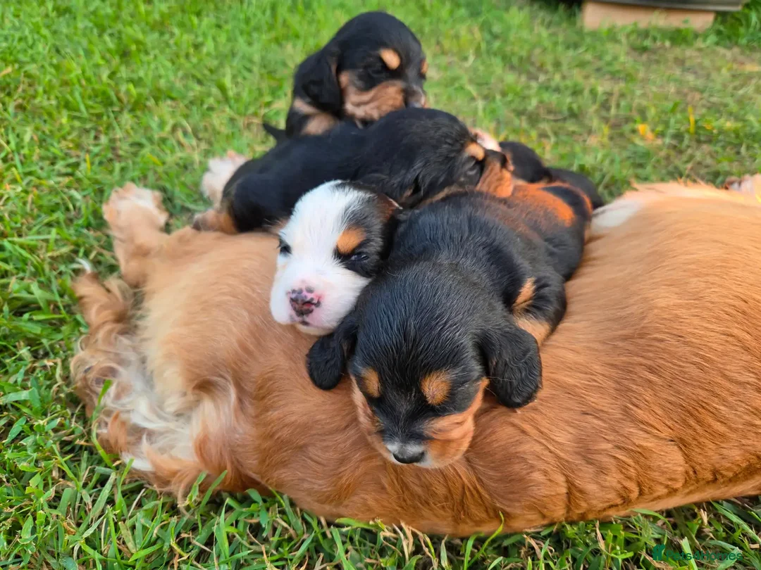 Cocker Spaniel dogs for sale: Cocker Spaniel  Puppies in London - Advert 9