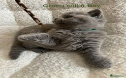 British Shorthair cats for sale: 4 purebred British shorthair kittens  - Image 13