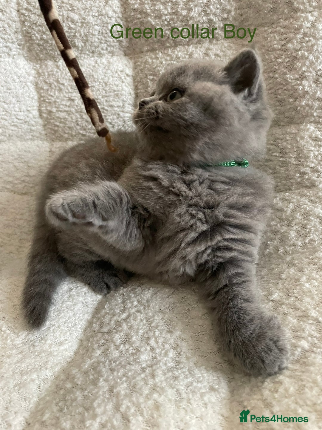 British Shorthair cats for sale: 4 purebred British shorthair kittens  - Image 13