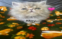 Persian cats for sale: EXCEPTIONAL LITTER PERSIAN EXOTIC KITTENS - Image 17