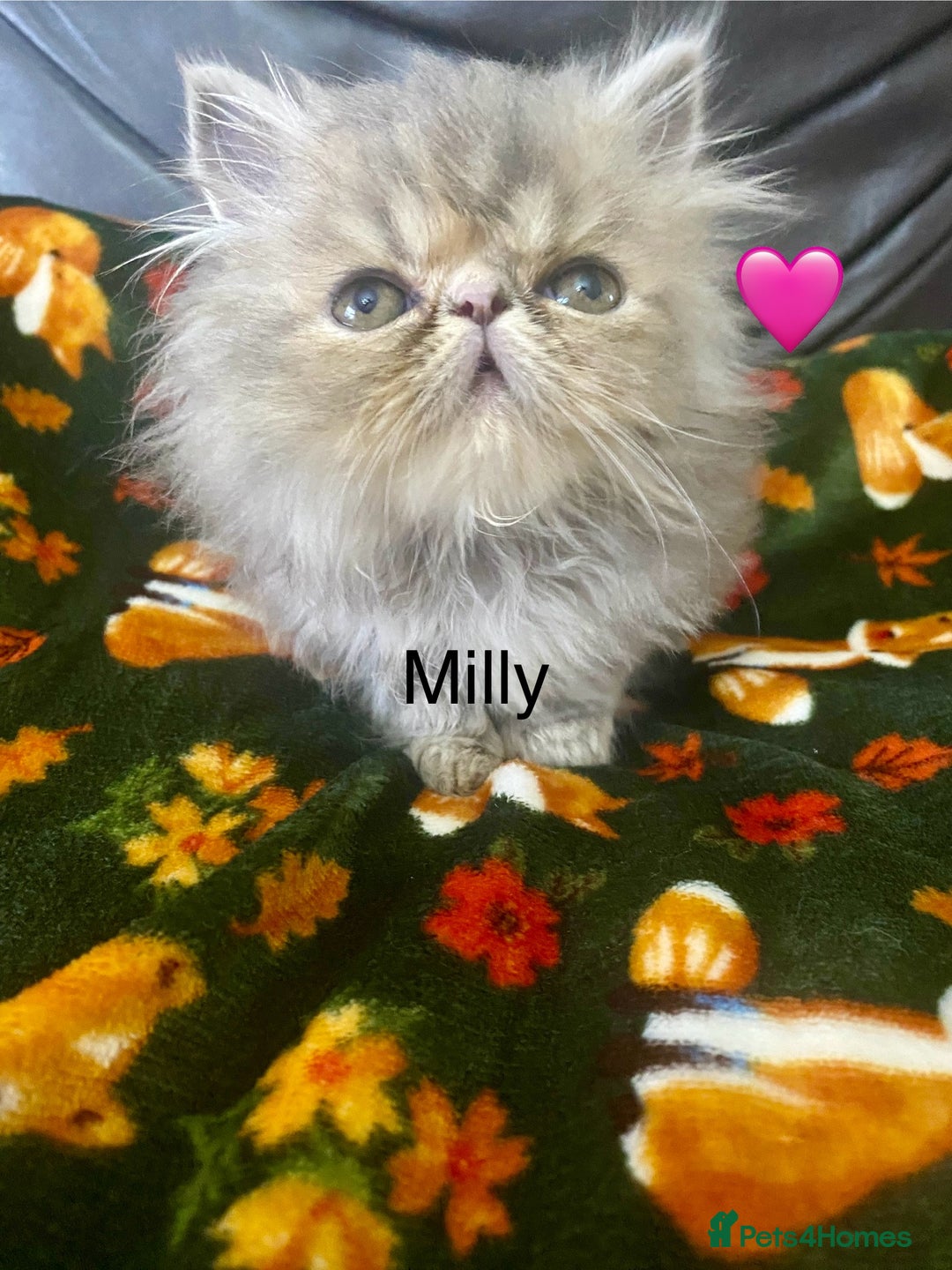 Persian cats for sale: EXCEPTIONAL LITTER PERSIAN EXOTIC KITTENS - Image 17