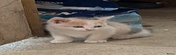 Mixed Breed cats for sale: Rare coloured kittens - Advert 2