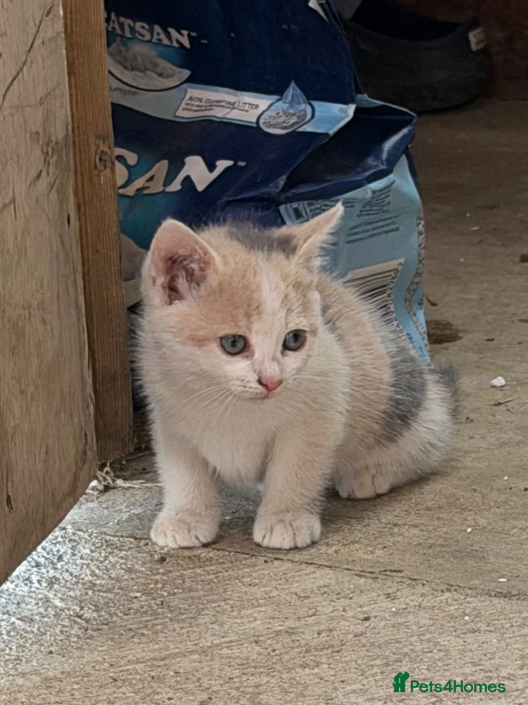 Mixed Breed cats for sale: Rare coloured kittens - Advert 2