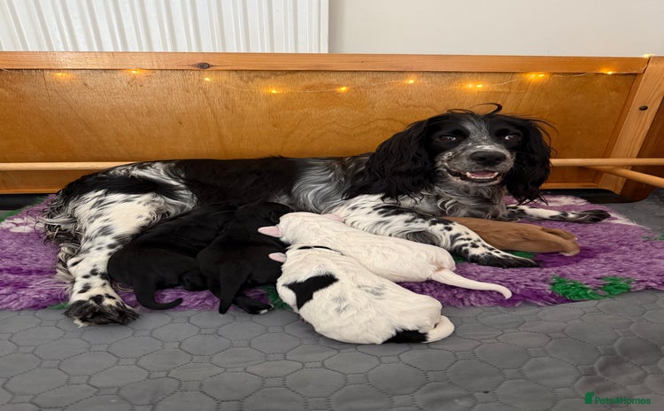 Cocker Spaniel dogs - Advert 2