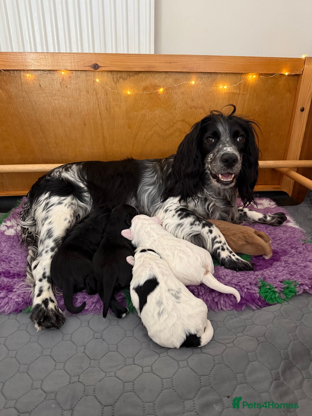 Cocker Spaniel dogs for sale: Gorgeous KC registered Working Cocker Spaniels - Image 1