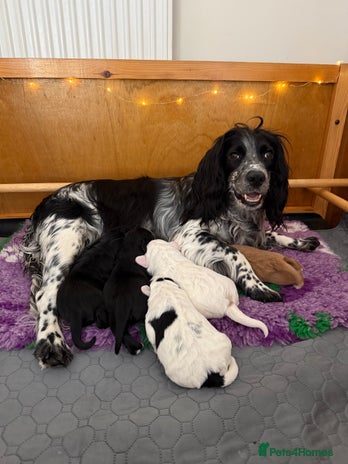 Cocker Spaniel dogs - Advert 1