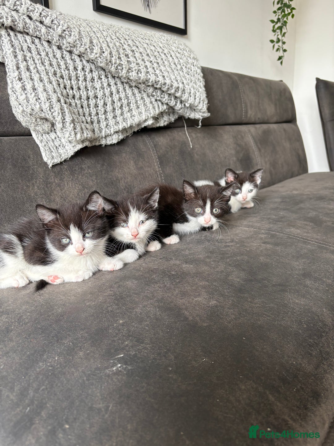 Turkish Van cats for sale: Kittens for sale - Image 1
