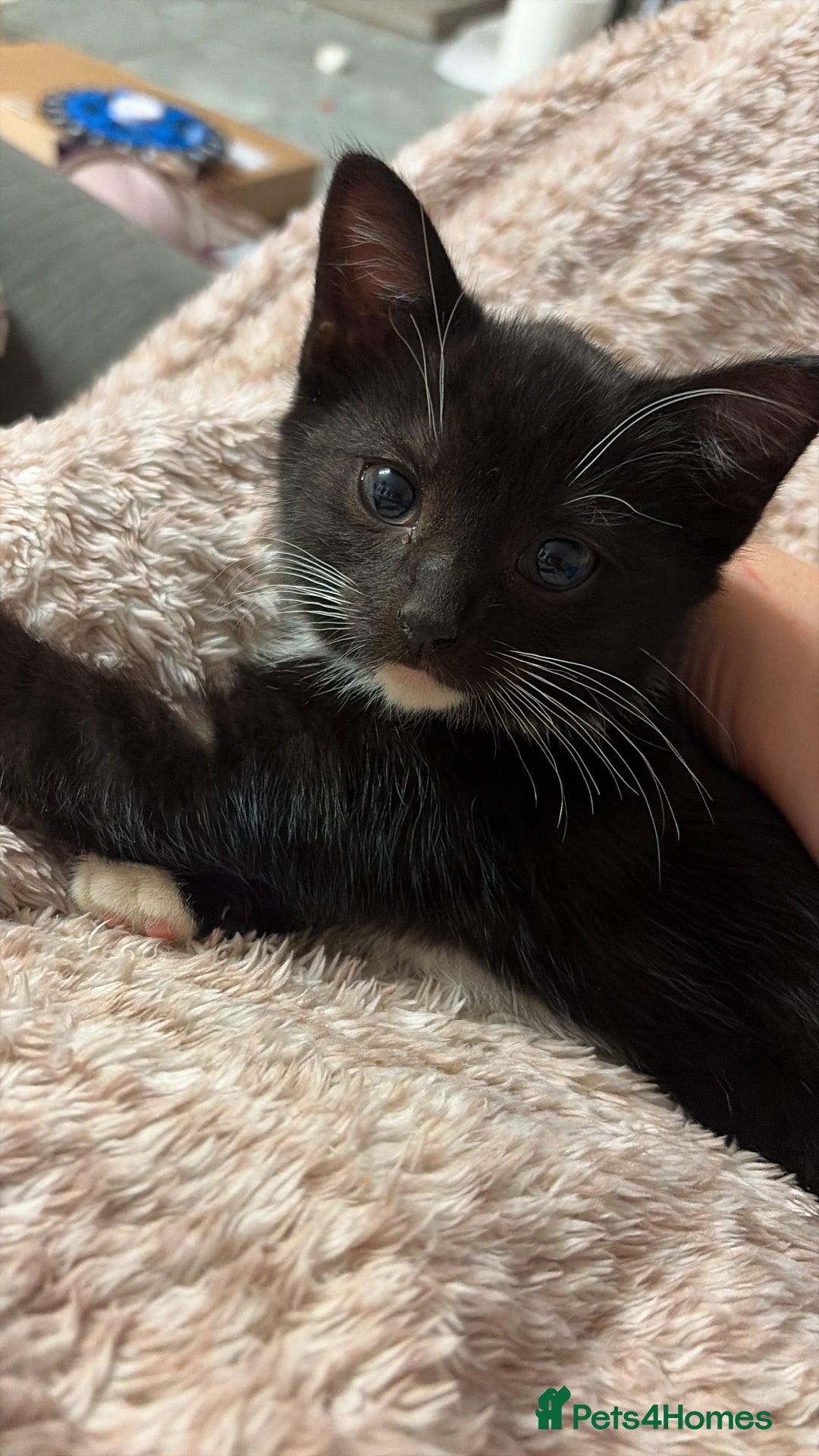 Mixed Breed cats for sale: Pretty tuxedo female kitten  - Advert 1