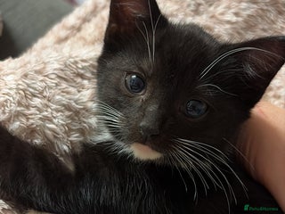 Mixed Breed cats Pretty tuxedo female kitten - Advert 2
