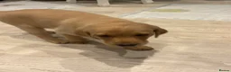 Labrador Retriever dogs for sale: Kc registered labrador puppies - Advert 8
