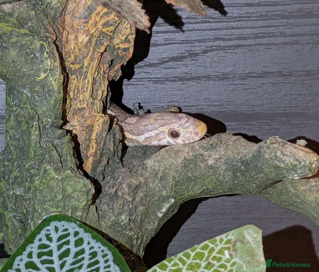 Snake reptiles for sale: 4 corn snakes and 2 pythons - Advert 1