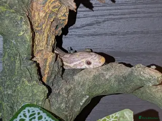 Snake reptiles 4 corn snakes and 2 pythons - Advert 1