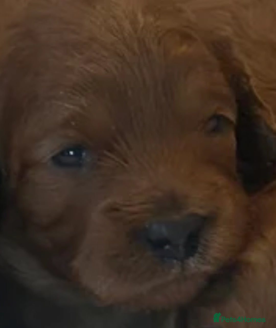 Cavapoo dogs for sale: Miniature F1 cavapoo  - Image 8