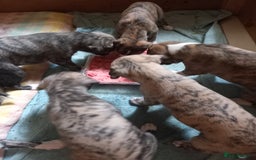 Whippet dogs for sale: Top Class Whippet Puppies bred from Champions - Image 36