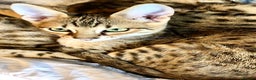 Savannah cats for sale: Beautiful full pedigree savannah kittens  - Advert 7