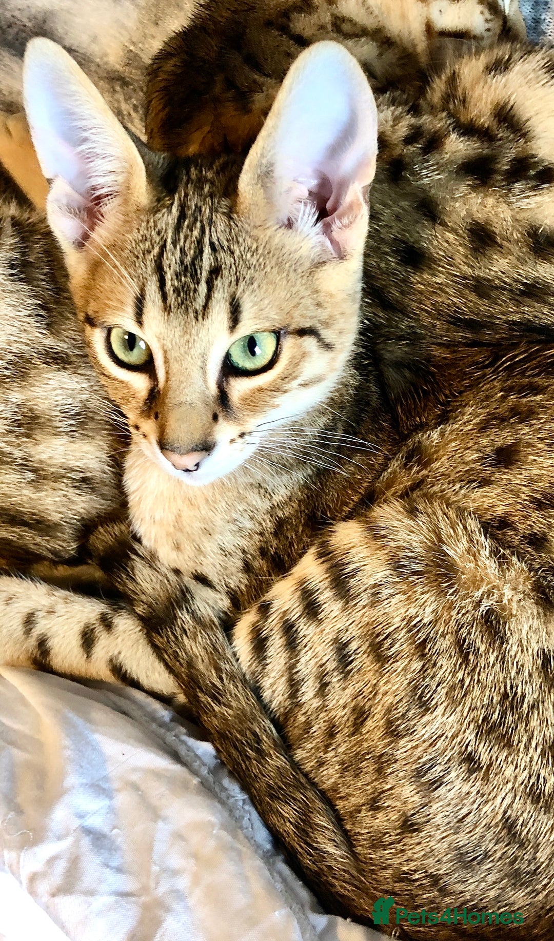 Savannah cats for sale: Beautiful full pedigree savannah kittens  - Advert 7