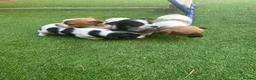 Jack Russell dogs for sale: Gorgeous Jack Russell Puppies For Sale – Ready Now - Advert 7