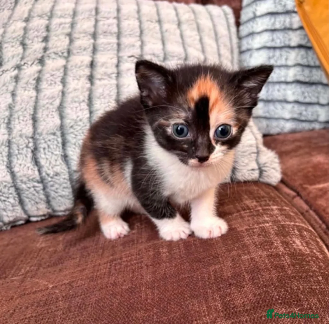 British Shorthair cats for adoption: 🆘 TINY KITTENS; WE NEED HELP!! 🆘 - Advert 2