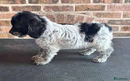 Cockapoo dogs for sale: Beautiful Cockapoo Puppies For Sale - Image 3