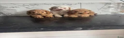 Maltipoo dogs for sale: Teddy bear maltipoo puppies  in Houghton le Spring - Advert 5