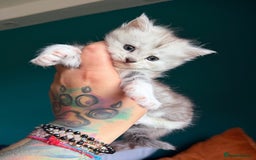 Maine Coon cats for sale: Maine Coons with Tests, Papers & Vet Checks - Advert 9