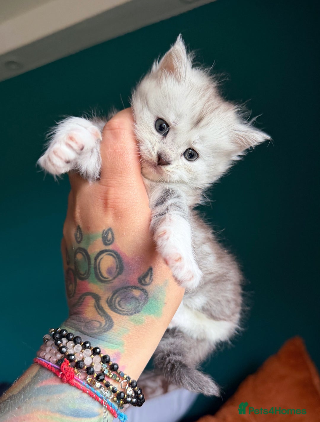 Maine Coon cats for sale: Maine Coons with Tests, Papers & Vet Checks - Advert 9